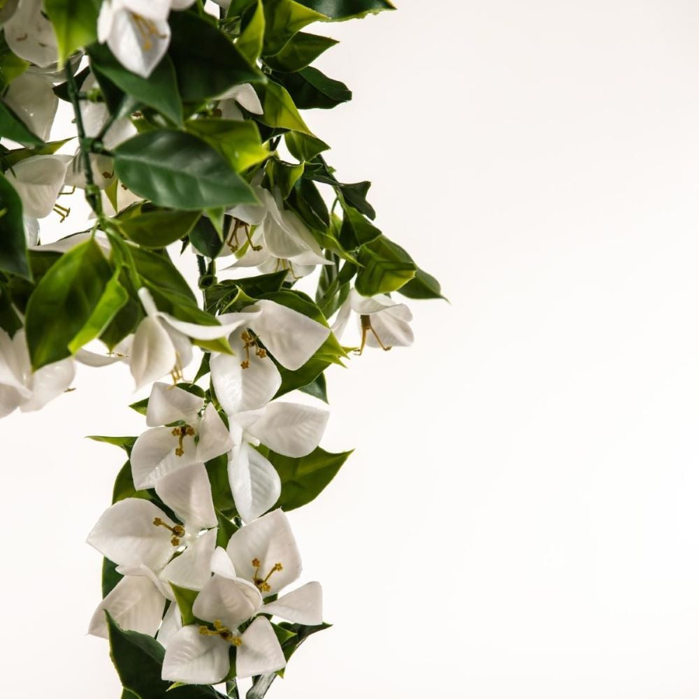 Hanging White Bougainvillea Plant UV Resistant - 90cm