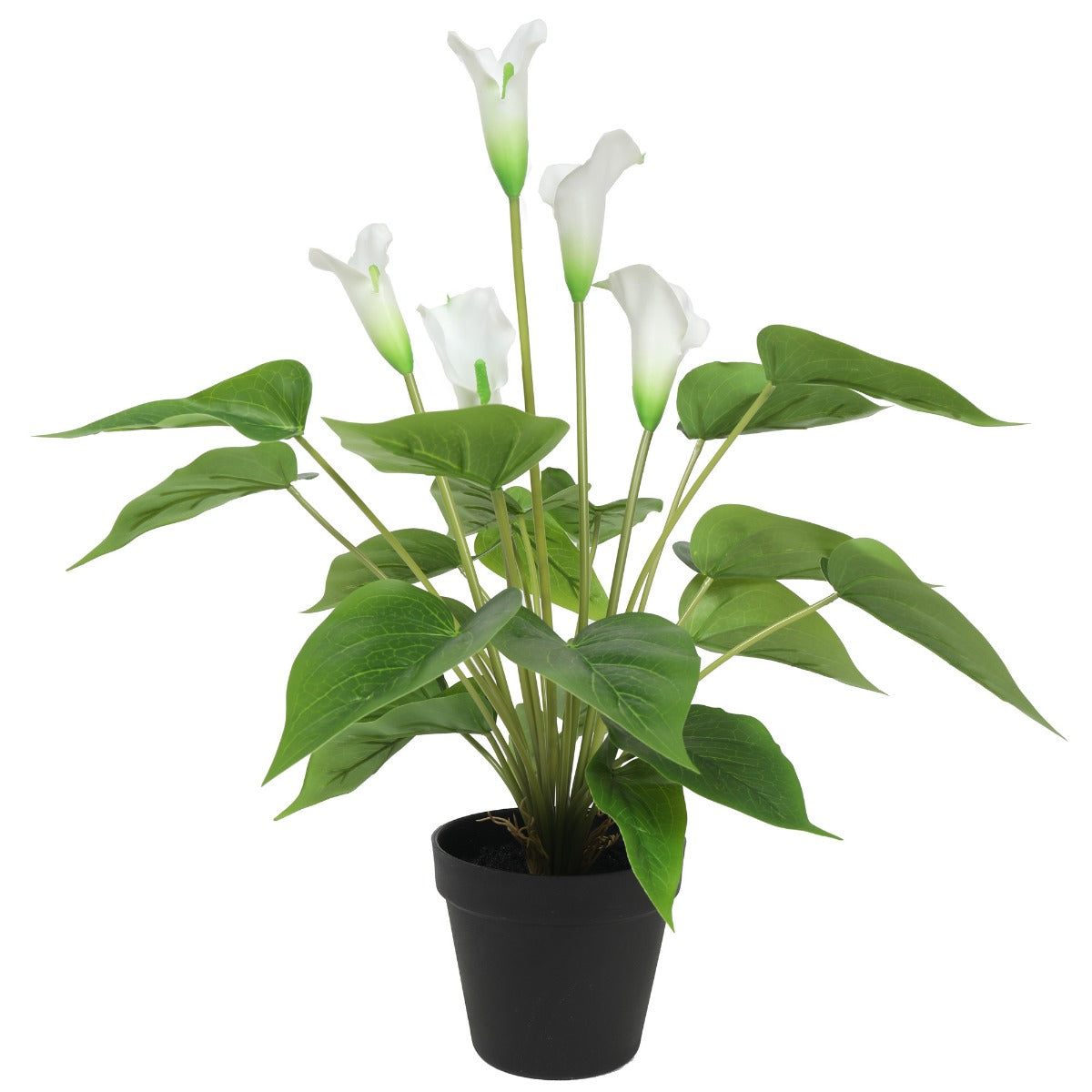 Flowering White Peace Lily / Calla Lily Plant 50cm