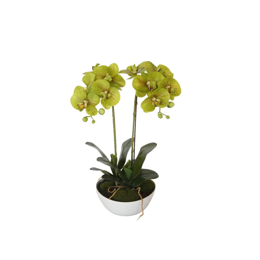 Dual Butterfly Orchid 50cm, Cream