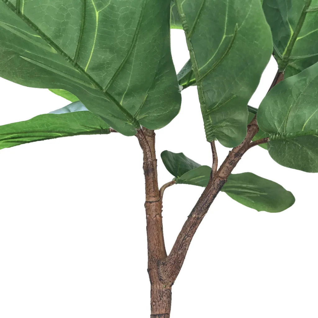 Fiddle Leaf Fig 170cm