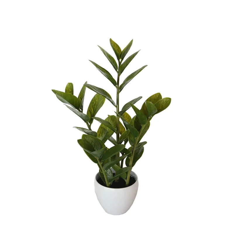 Potted Zanzibar 60cm