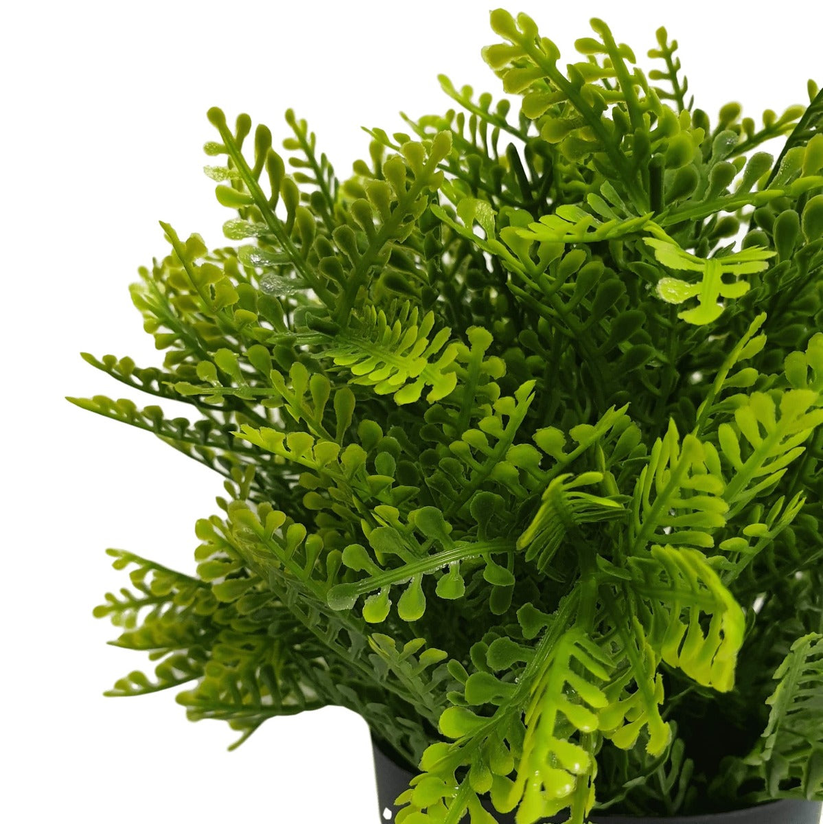 Small Potted Mimosa Fern UV Resistant 20cm