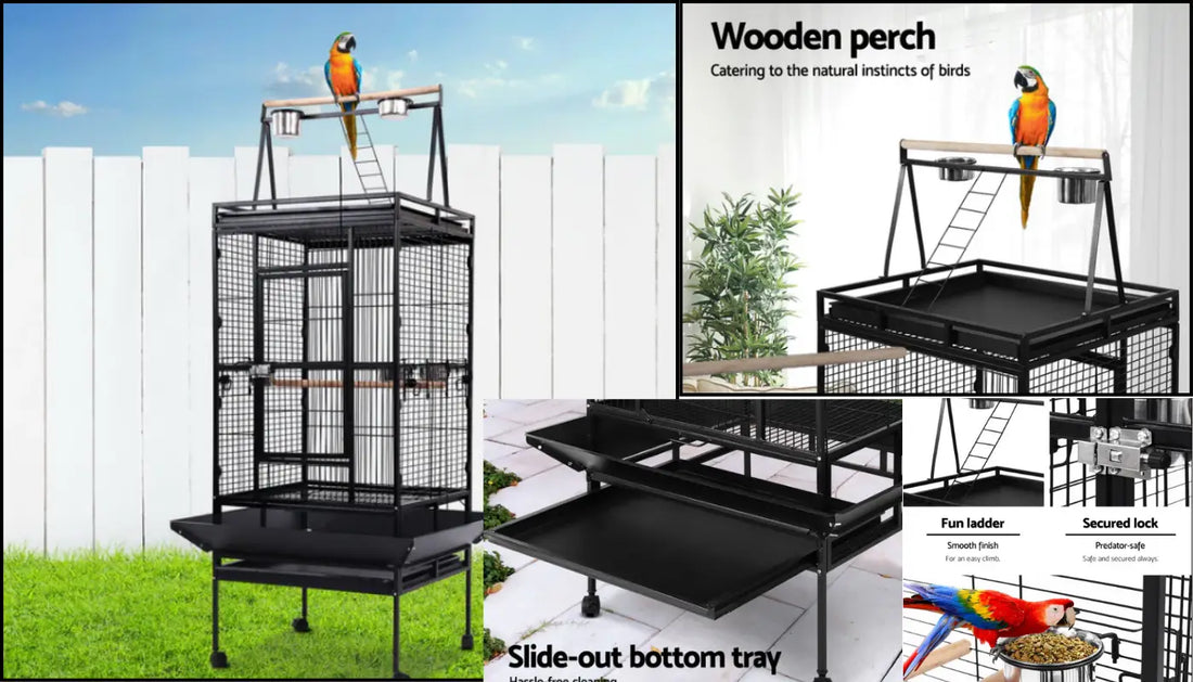 Choosing the Perfect Bird Cage: A Guide for Parrot & Pet