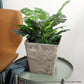 SOGA 2X 27cm Sand Grey Square Resin Plant Flower Pot in Cement Pattern Planter Cachepot for Indoor Home Office