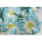 1 Set of 20 LED Tropical Blue Frangipani Flower Battery 3m