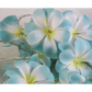 1 Set of 20 LED Tropical Blue Frangipani Flower Battery 3m