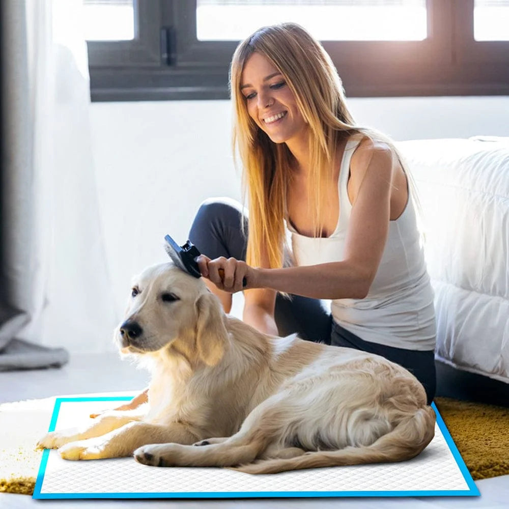 Dog absorbent training with component details and storage context
