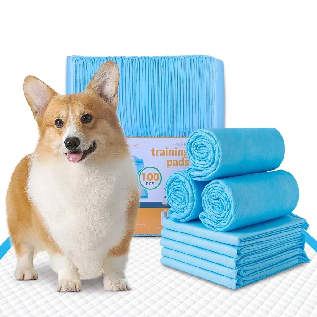 Dog absorbent training with storage context and item proportions