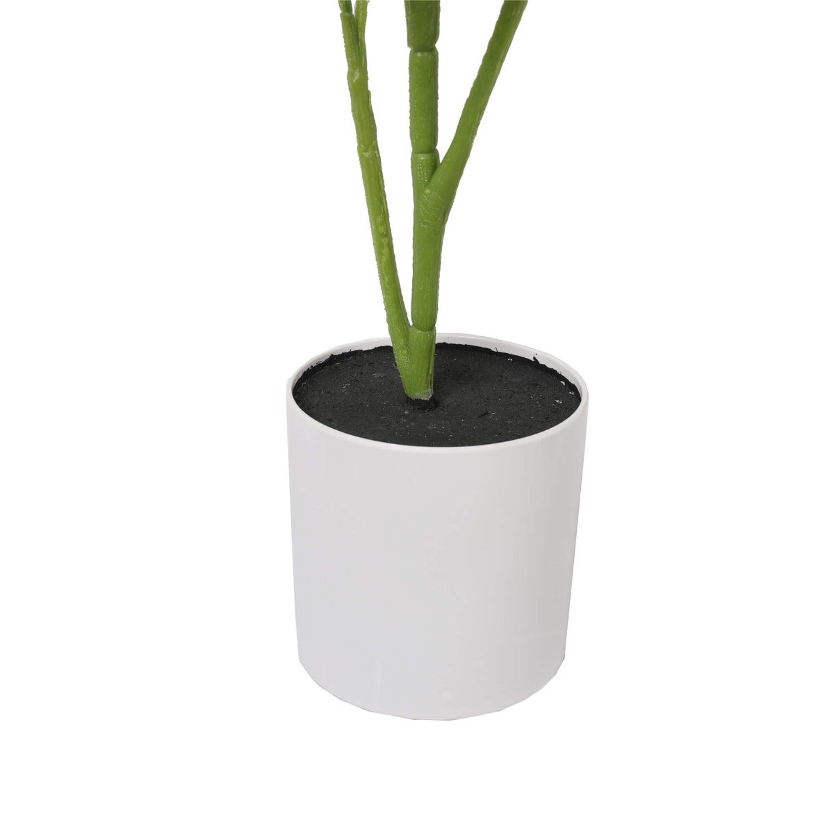 Potted Grape Vine Tree 70cm