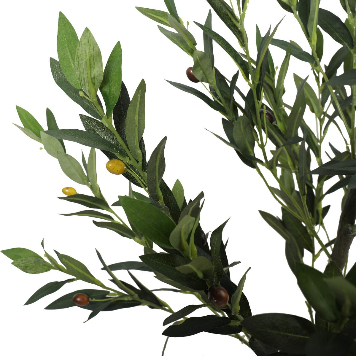 Olive Tree with Olives 125cm