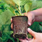 Trays Hole Starter Garden Home Tools Gardening 10PCS Biodegradable Seedling