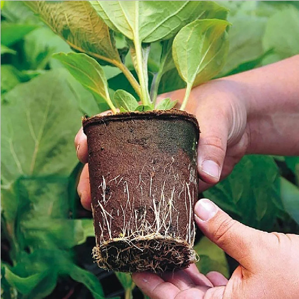 Trays Hole Starter Garden Home Tools Gardening 10PCS Biodegradable Seedling