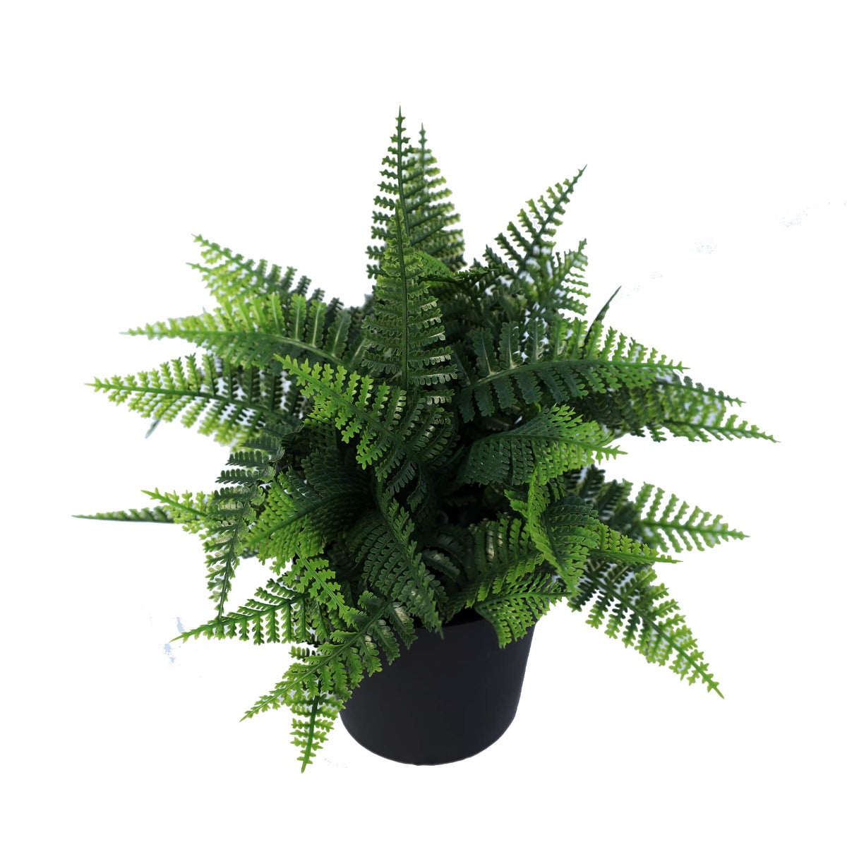 Small Potted Persa Boston Fern Plant UV Resistant 20cm