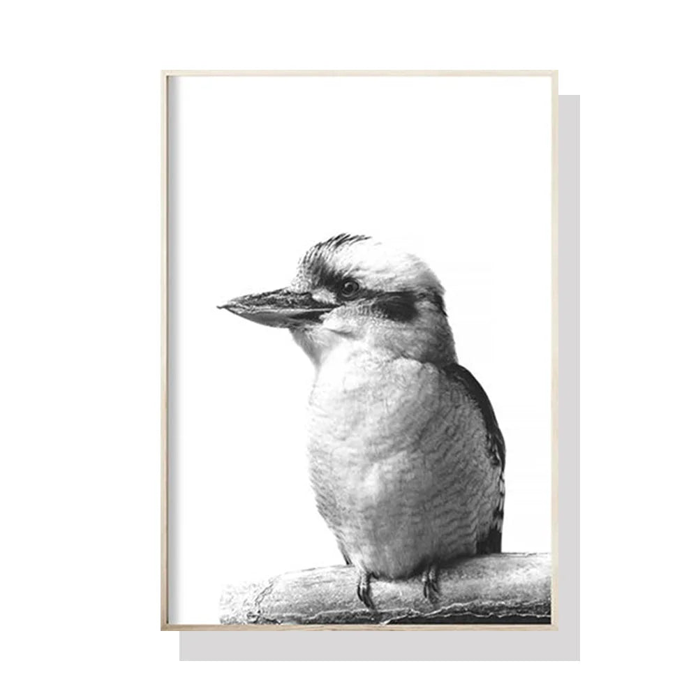 50cmx70cm Kookaburra Black Frame Canvas Wall Art - Spring