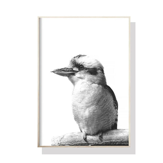 50cmx70cm Kookaburra Black Frame Canvas Wall Art - Spring