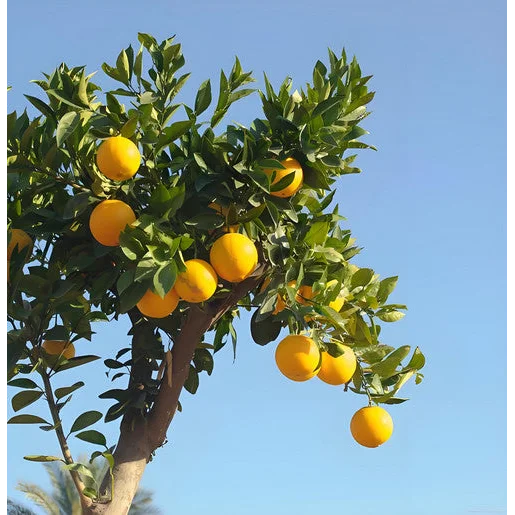 5500W Cordless Brushless Pole Telescopic Pruning Shear