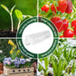 Green Fingers Mini Greenhouse 300x45x30cm Tunnel Clear PVC Steel Frame Portable