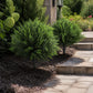 Lambu Artificial Cedar Topiary Balls Set of 2 Ground Spike Patio Garden Green