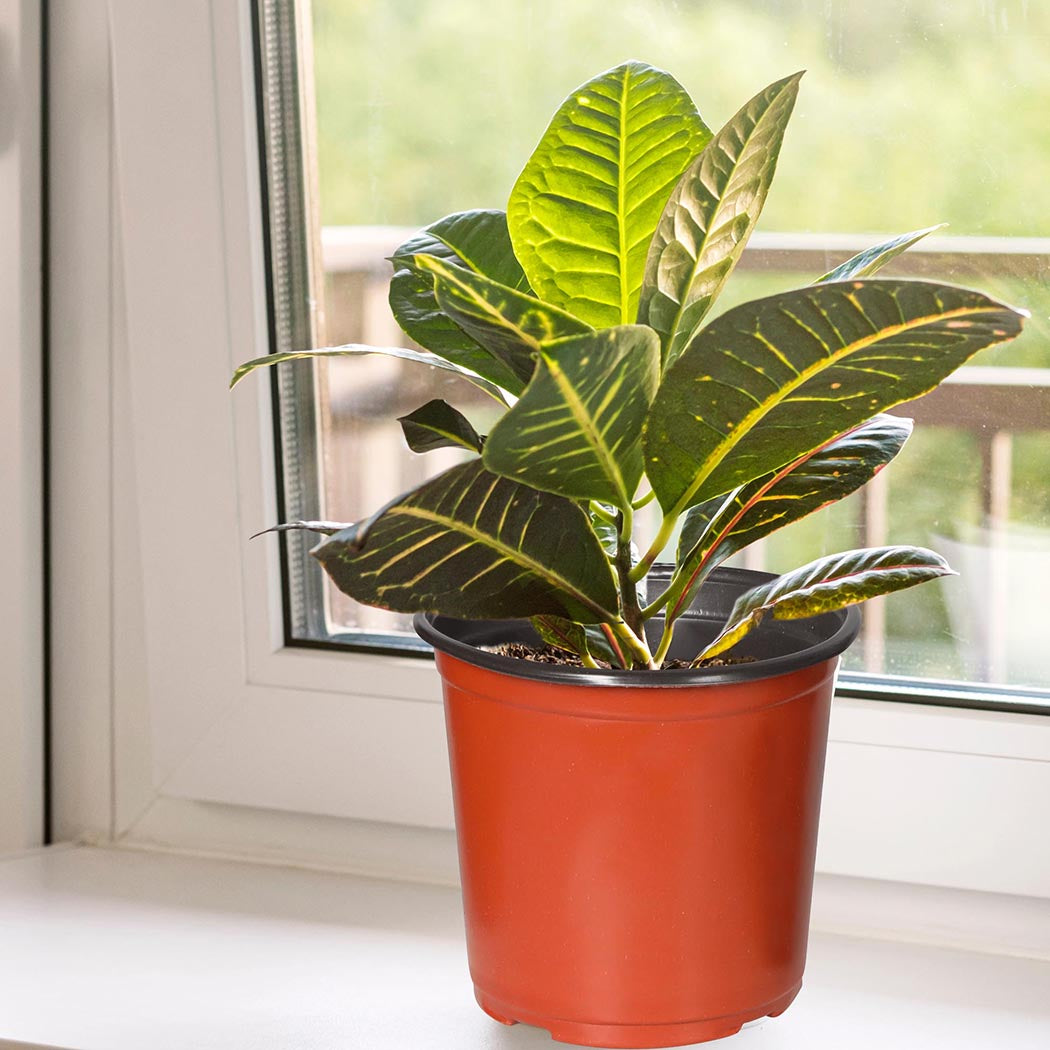Lambu 100x Plastic Plant Pots Bulk Flowers XX-Large