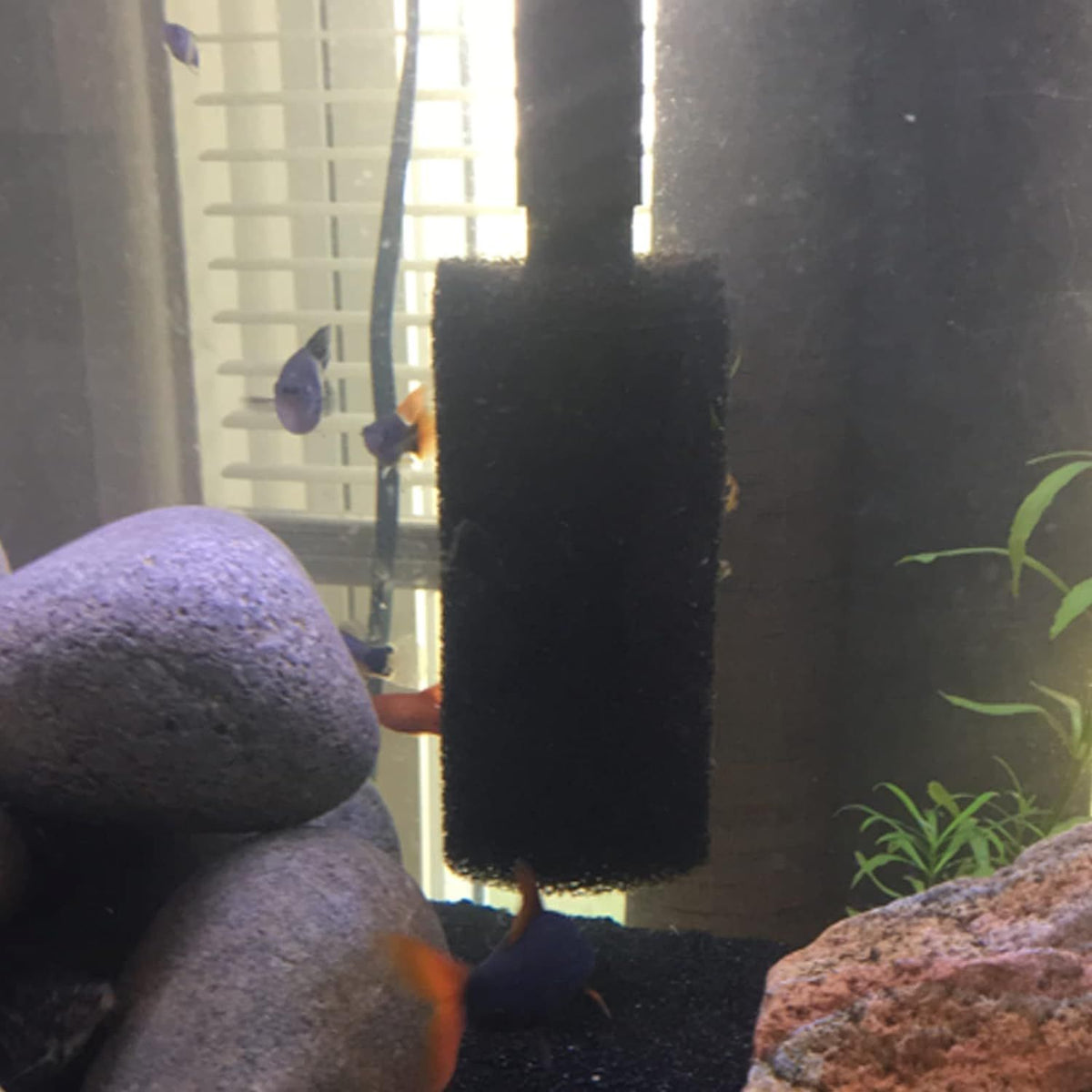 2-Pack Pre-Filter Sponge for Aquarium Shrimp Fry Fish Tank Filter Intake, Replacement Foam Cover
Replacement Pre-Filter Foam