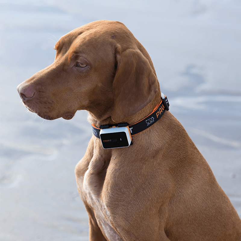 Pawfit 3 Collar - Medium