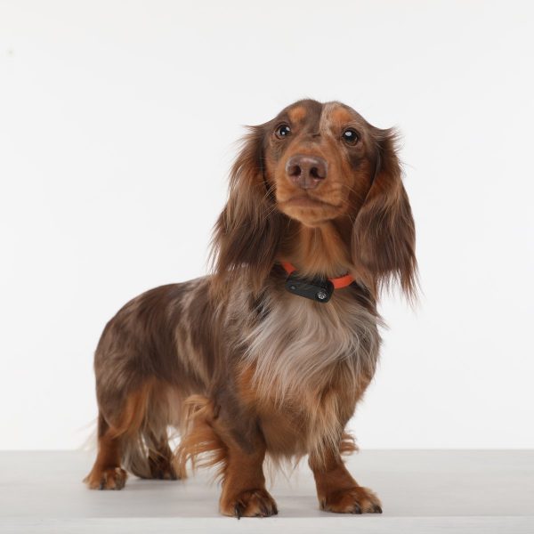 Tickless Mini Electronic Tick Repeller for Cats & Small Dogs