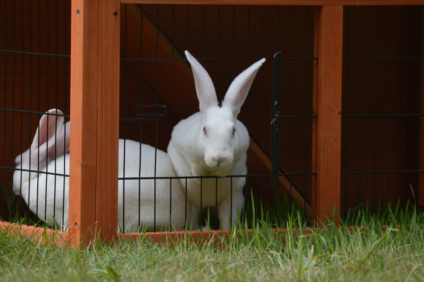 Rabbit Hutch Double Storey Guinea Pig Ferret Cage with Pull Out Tray