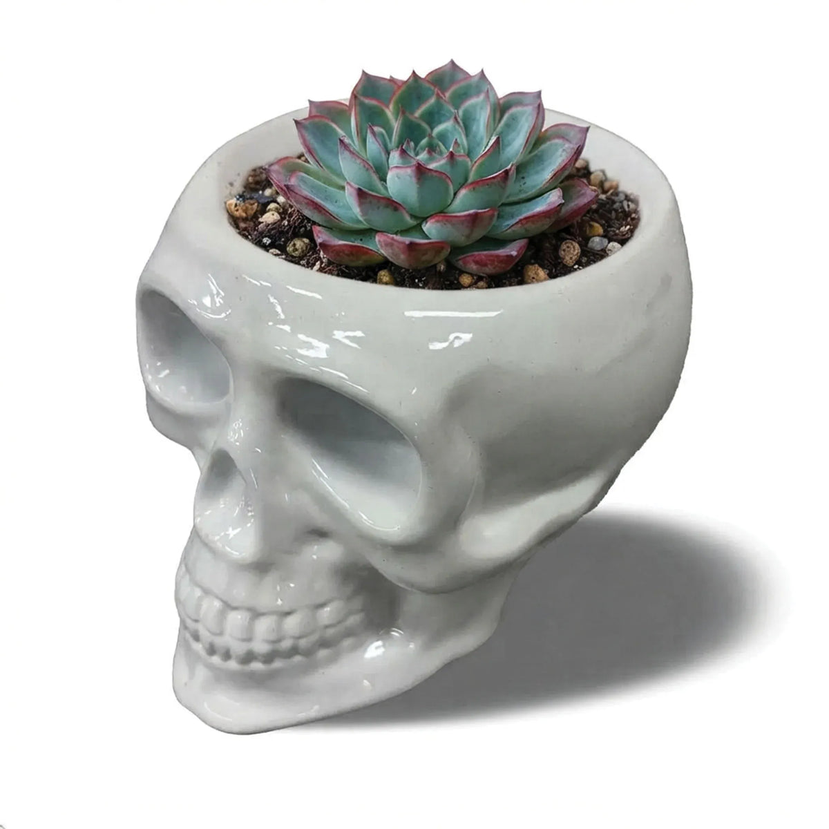 Urban Attitude Skull Statue - Matte White
