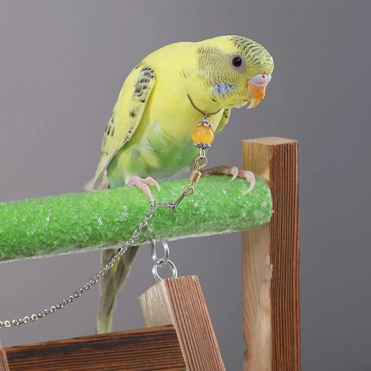 Parrot Neck Collar Stainless Steel Bird Chain Training Adjustable Bird Leash - L-Diameter 2.2cm