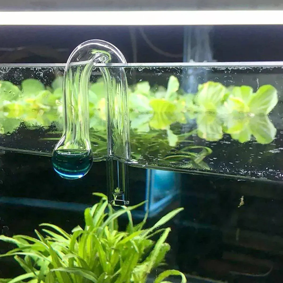Aquatic CO2 Drop Checker Glass Aquarium Monitor Kit Accurate Fish Tank Tester - Test solution