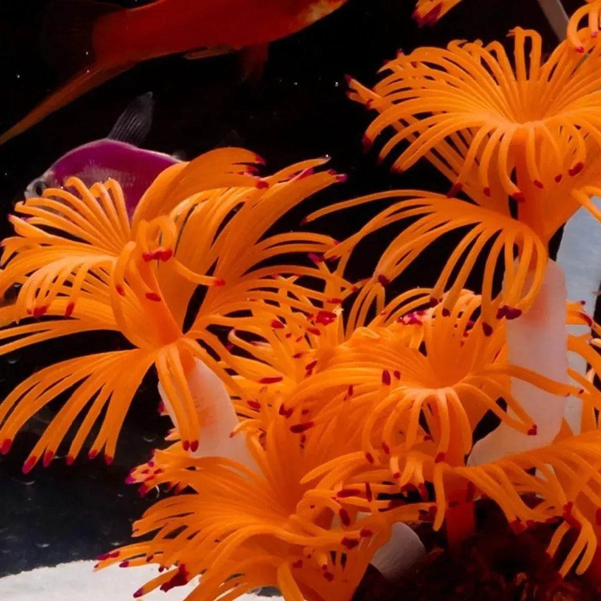 Soft Silicone Coral Aquarium Decoration Odor-Free Fish Tank Scenery Simulation - Blue