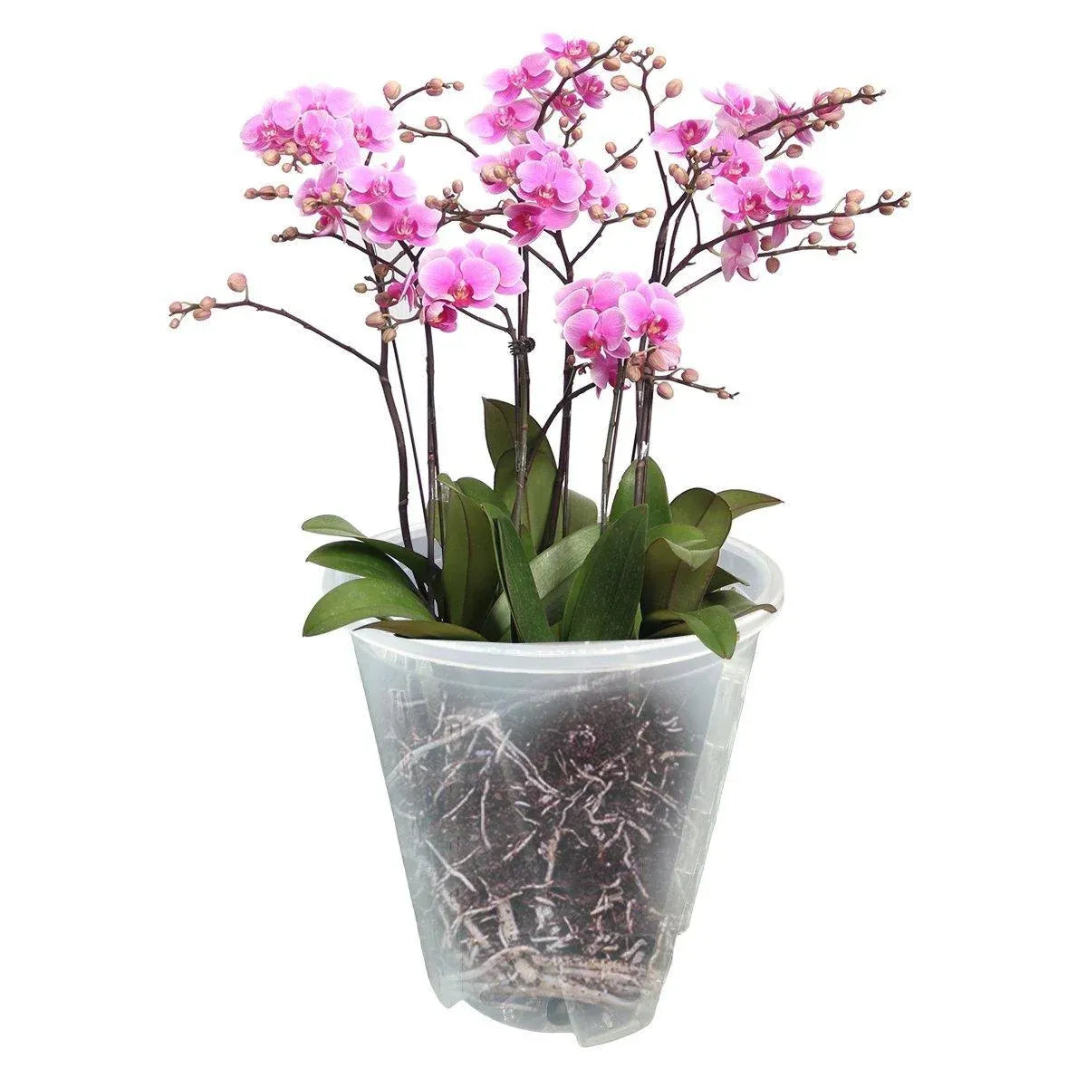 10xClear Plastic Orchid Pots with Holes for Phalaenopsis Root Aeration