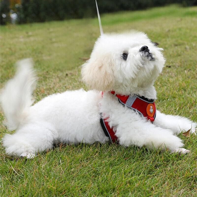 Dog Harness Cat Lead Puppy Leash Vest Mesh Breathe Adjustable Braces Small Pet Orange - M