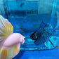 Fish Teaser Stick Interactive Training Pen Toy for Fish Tank Fun and Engagement - Colourful