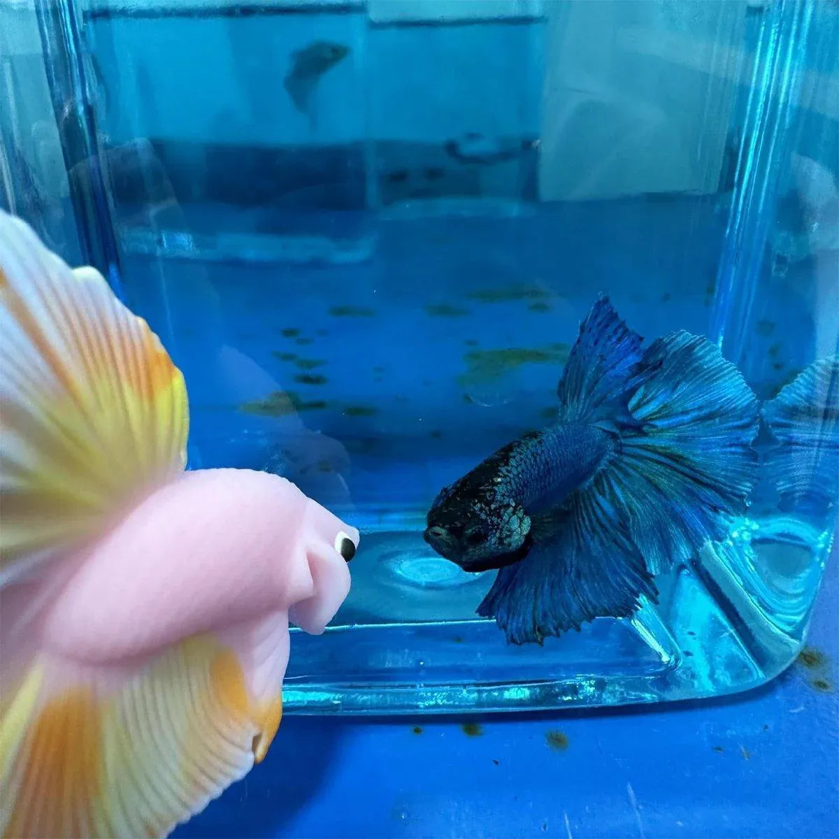 Fish Teaser Stick Interactive Training Pen Toy for Fish Tank Fun and Engagement - Purple
