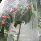 Agricultural Insect-proof Greenhouse Net for Fruit Vegetable Plant Protection - 250CMx6M