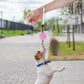2M Outdoor Mini Retractable Leash Traction Rope Cats Dogs Durable - White