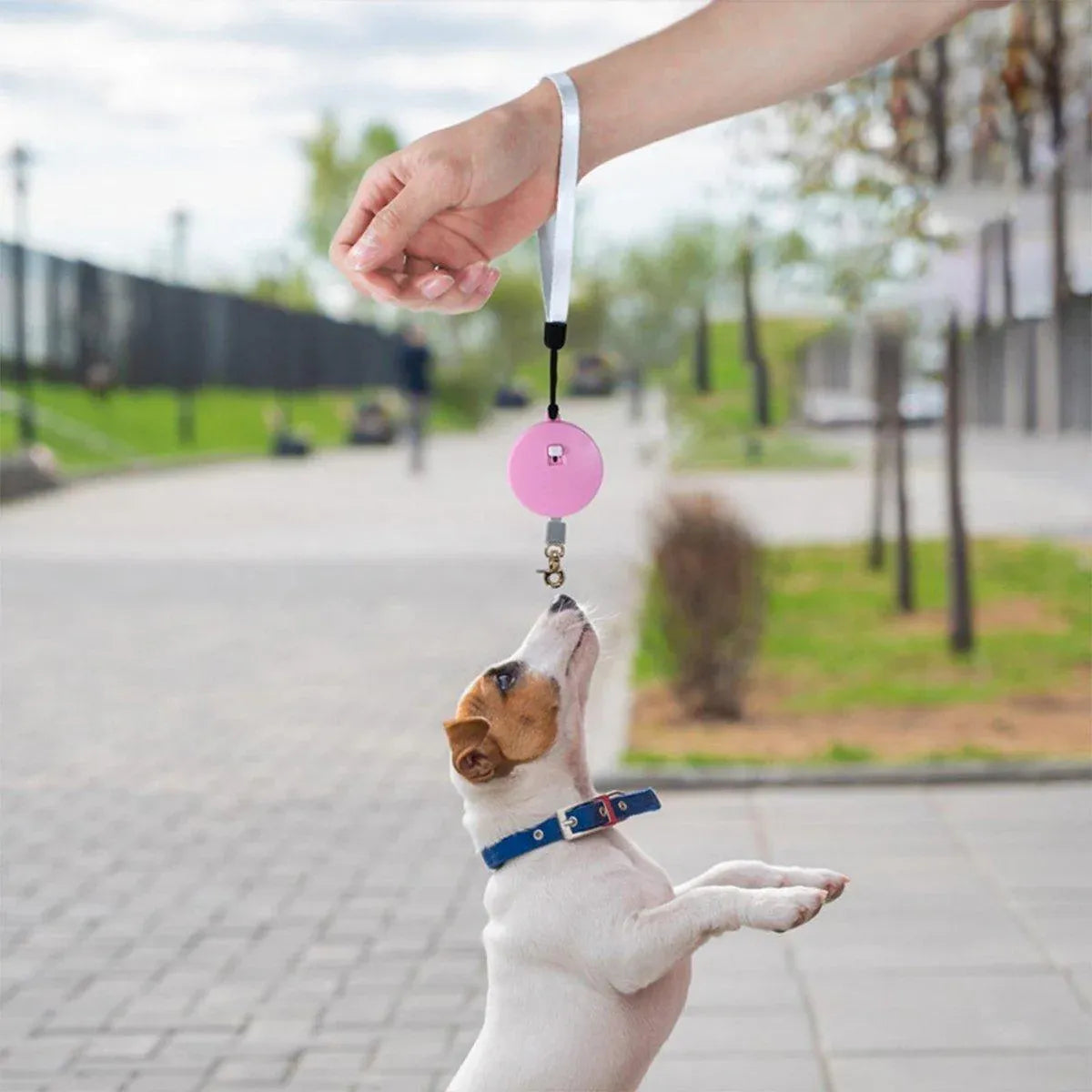 2M Outdoor Mini Retractable Leash Traction Rope Cats Dogs Durable - White