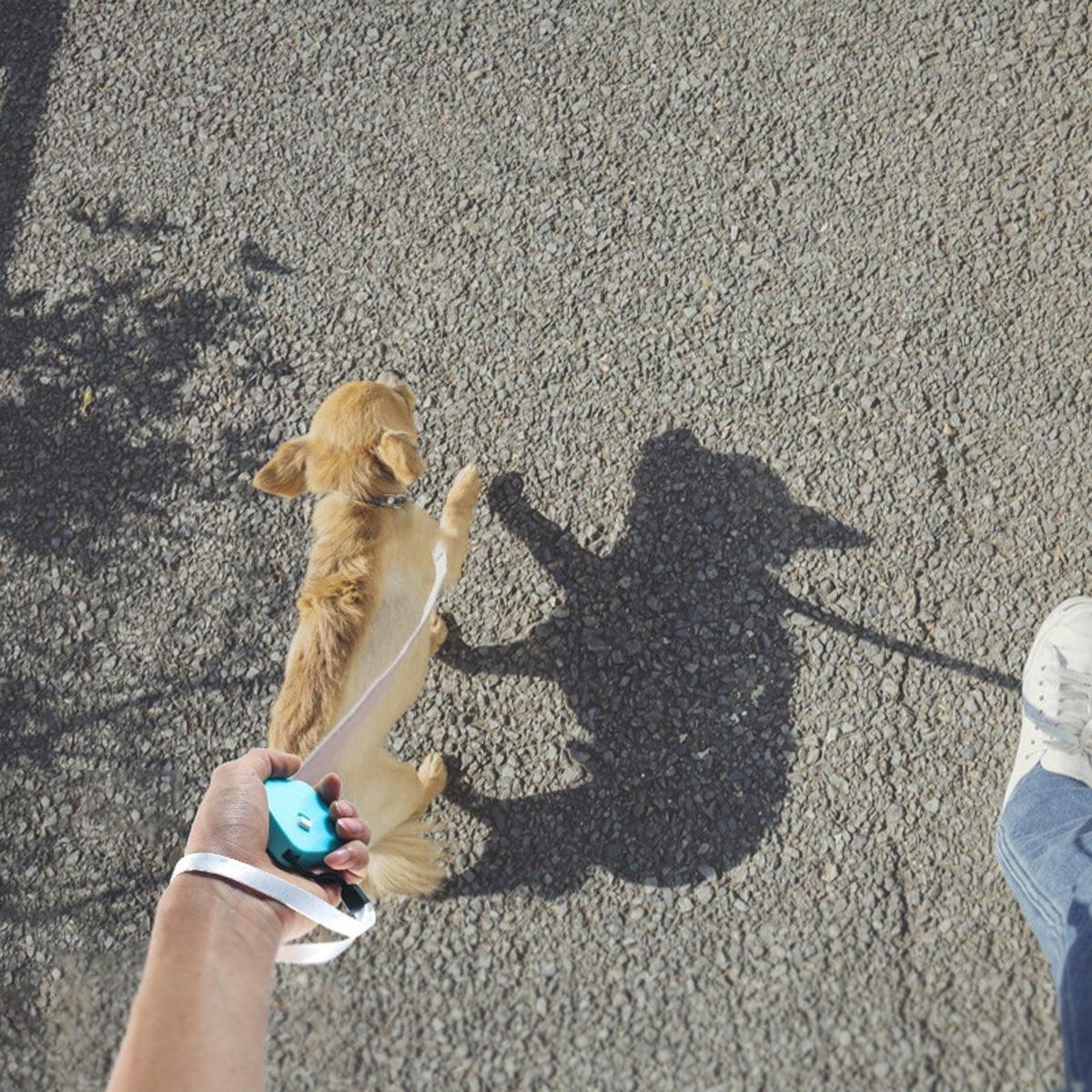 2M Outdoor Mini Retractable Leash Traction Rope Cats Dogs Durable - White