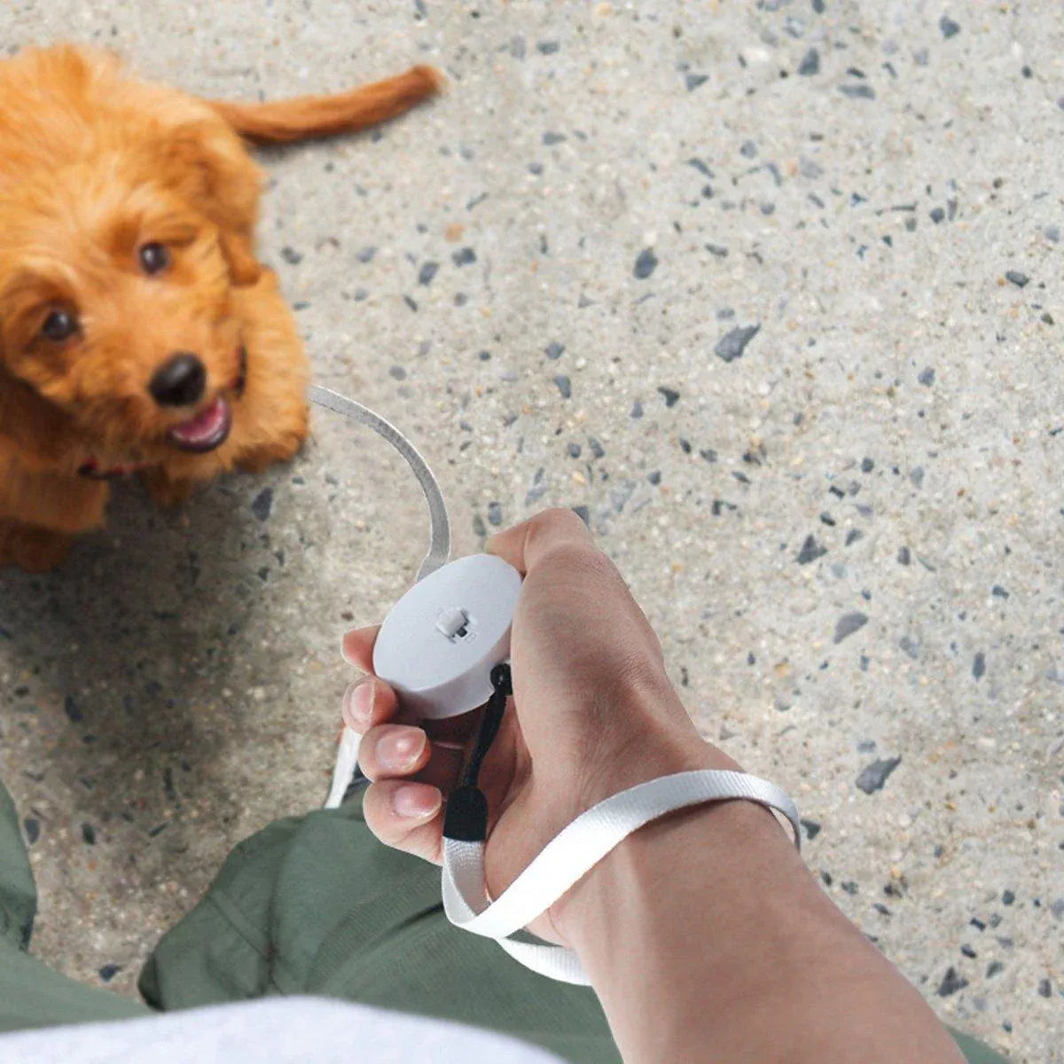 2M Outdoor Mini Retractable Leash Traction Rope Cats Dogs Durable - White
