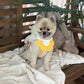 Pet Bandana Bib for Cats and Dogs Triangle Saliva Scarf for Decoration or Daily Use - Yellow Flower