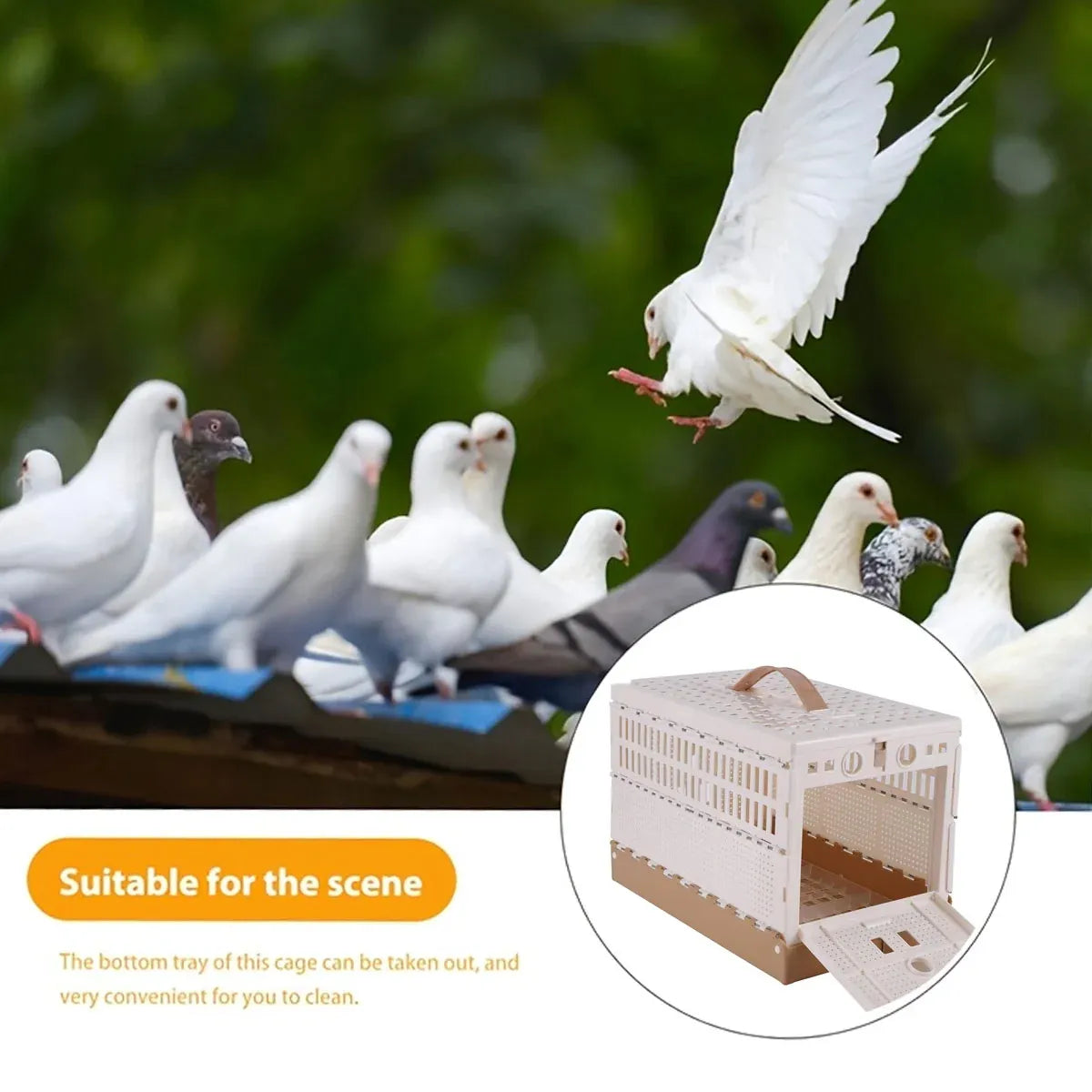 Pigeon Cage Foldable Plastic Homing Pigeon Crate Carrier Training Transport Box