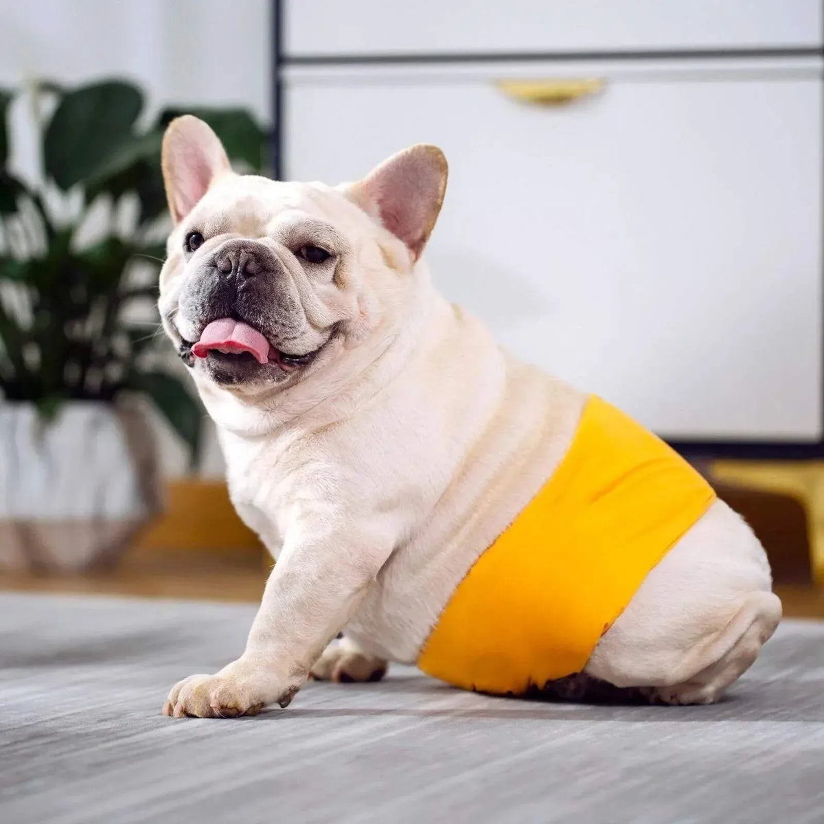 M Male Dog Puppy Nappy Diaper Belly Wrap Band Sanitary Pants Underpants - Grey