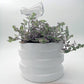 Automatic Self Plant Watering Glass Bulbs Water Feeder Indoor Irrigation Outdoor - Swan