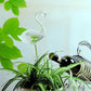 Automatic Self Plant Watering Glass Bulbs Water Feeder Indoor Irrigation Outdoor - Swan