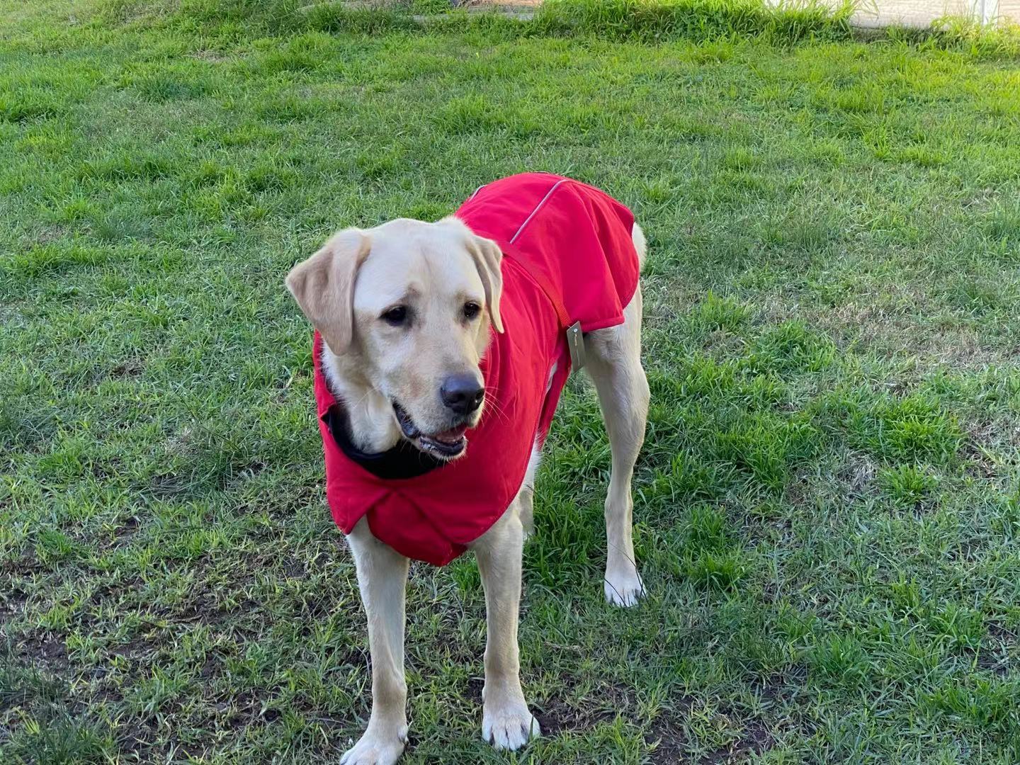 Pet Dog Raincoat Poncho Jacket - Windbreaker Waterproof with Harness Hole - XS Red