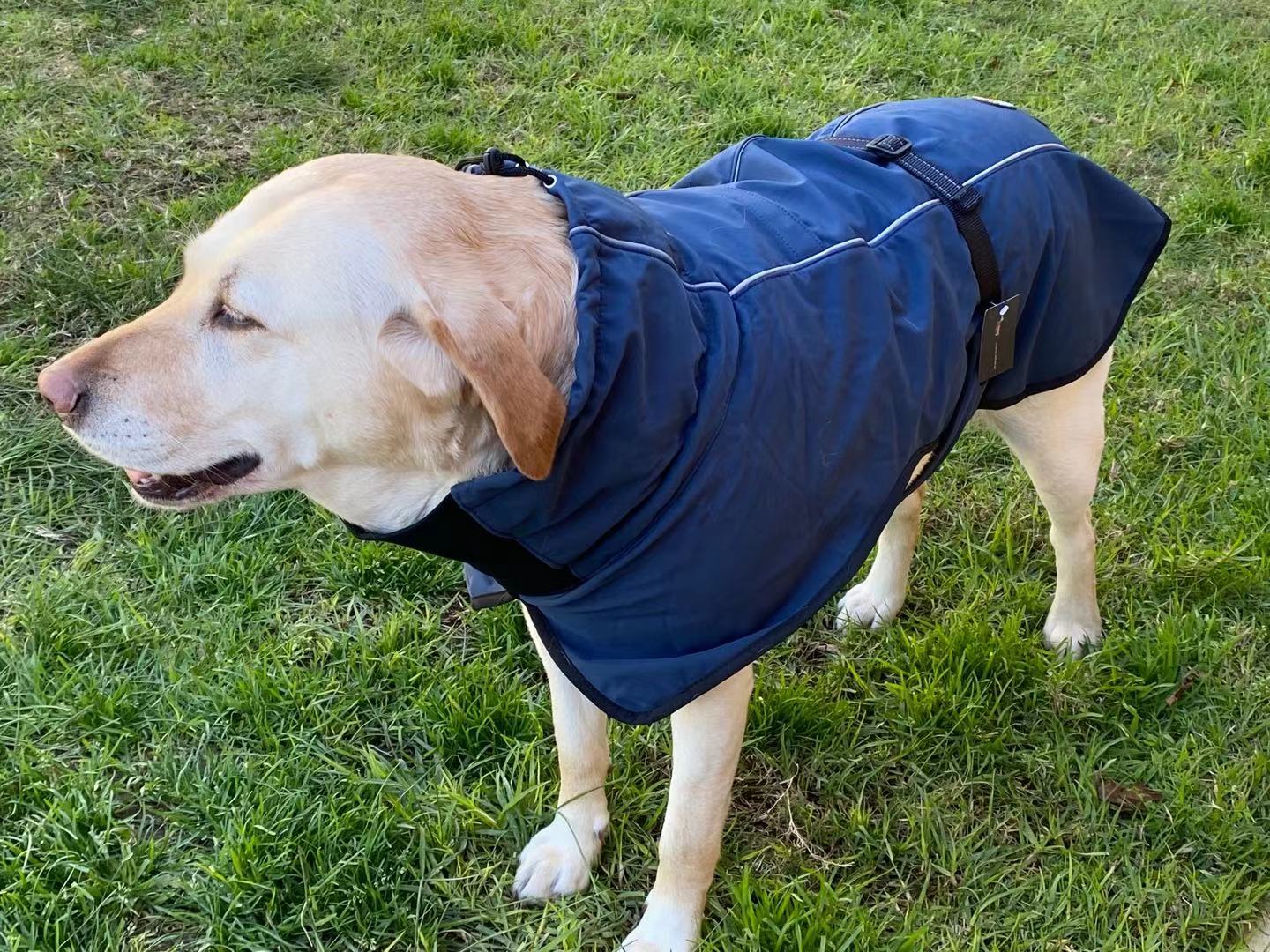 Pet Dog Raincoat Poncho Jacket - Windbreaker Waterproof with Harness Hole - M Blue