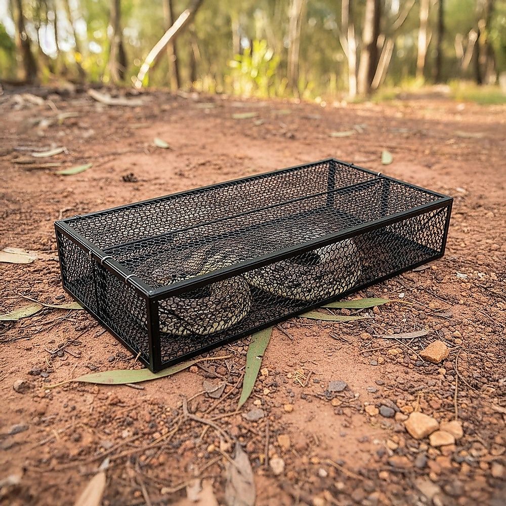 Humane Snake Trap - Remove Small to Medium Snakes, 2 Doors