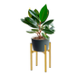 Metal Plant Stand Adjustable Indoor