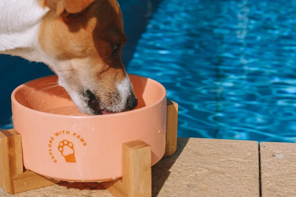 Pet Ceramic Bowl with Wooden Stand